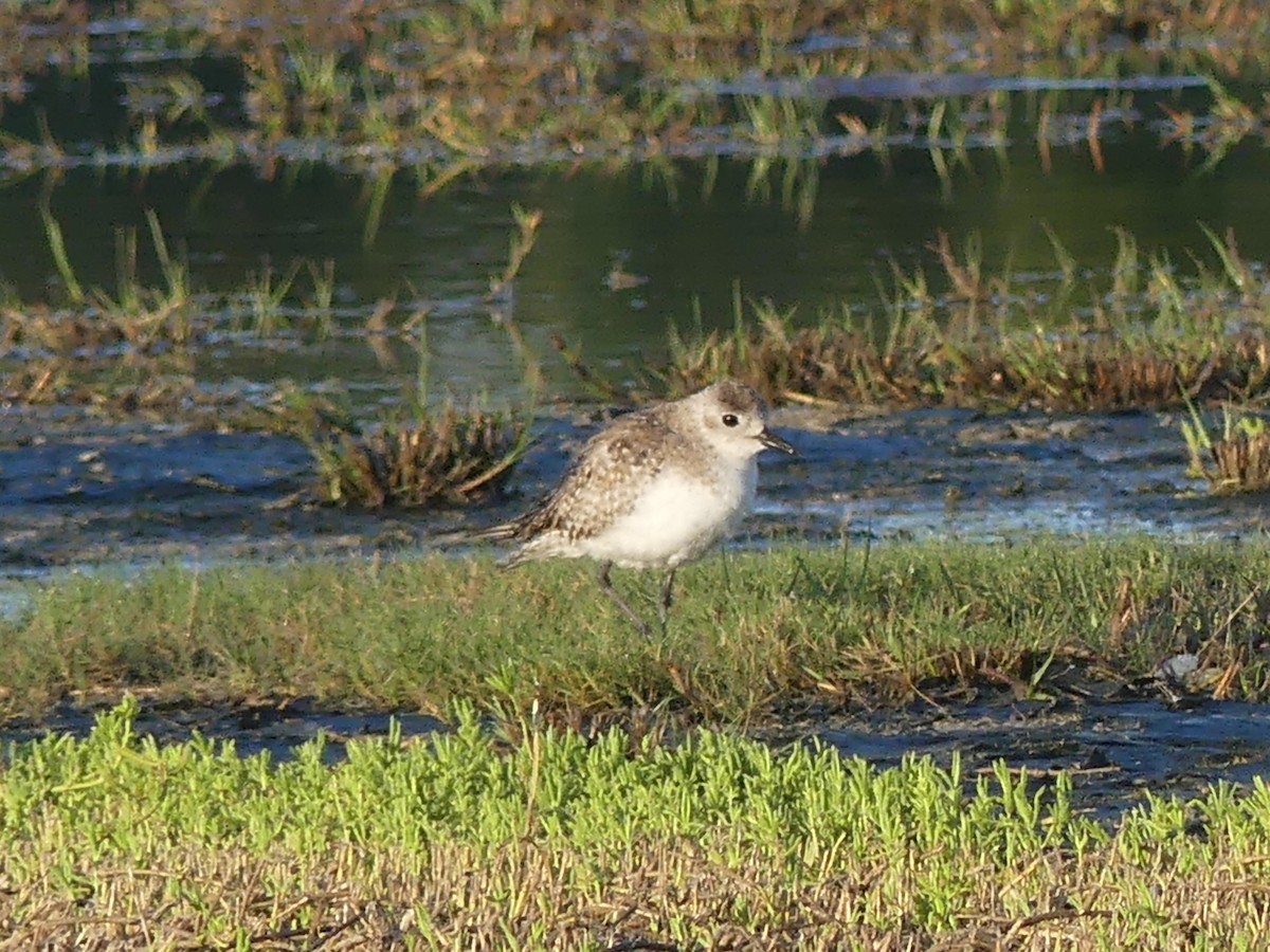 kulík bledý - ML614829283