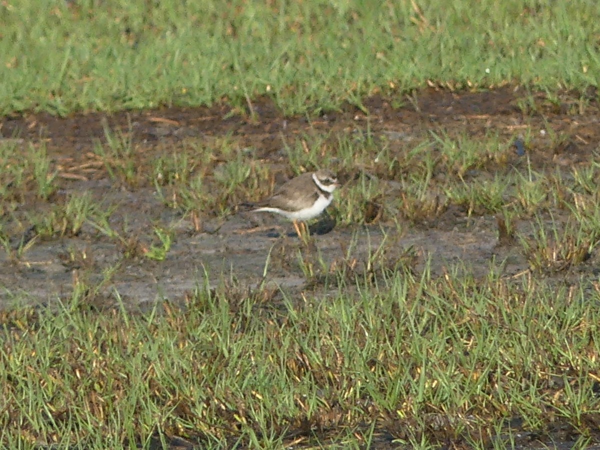 Semipalmated Plover - ML614829284