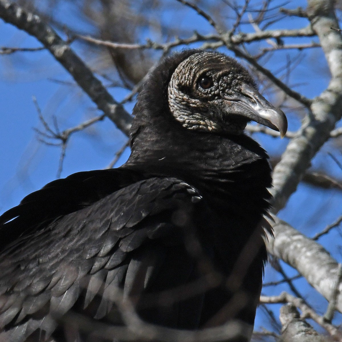 Black Vulture - ML614829312