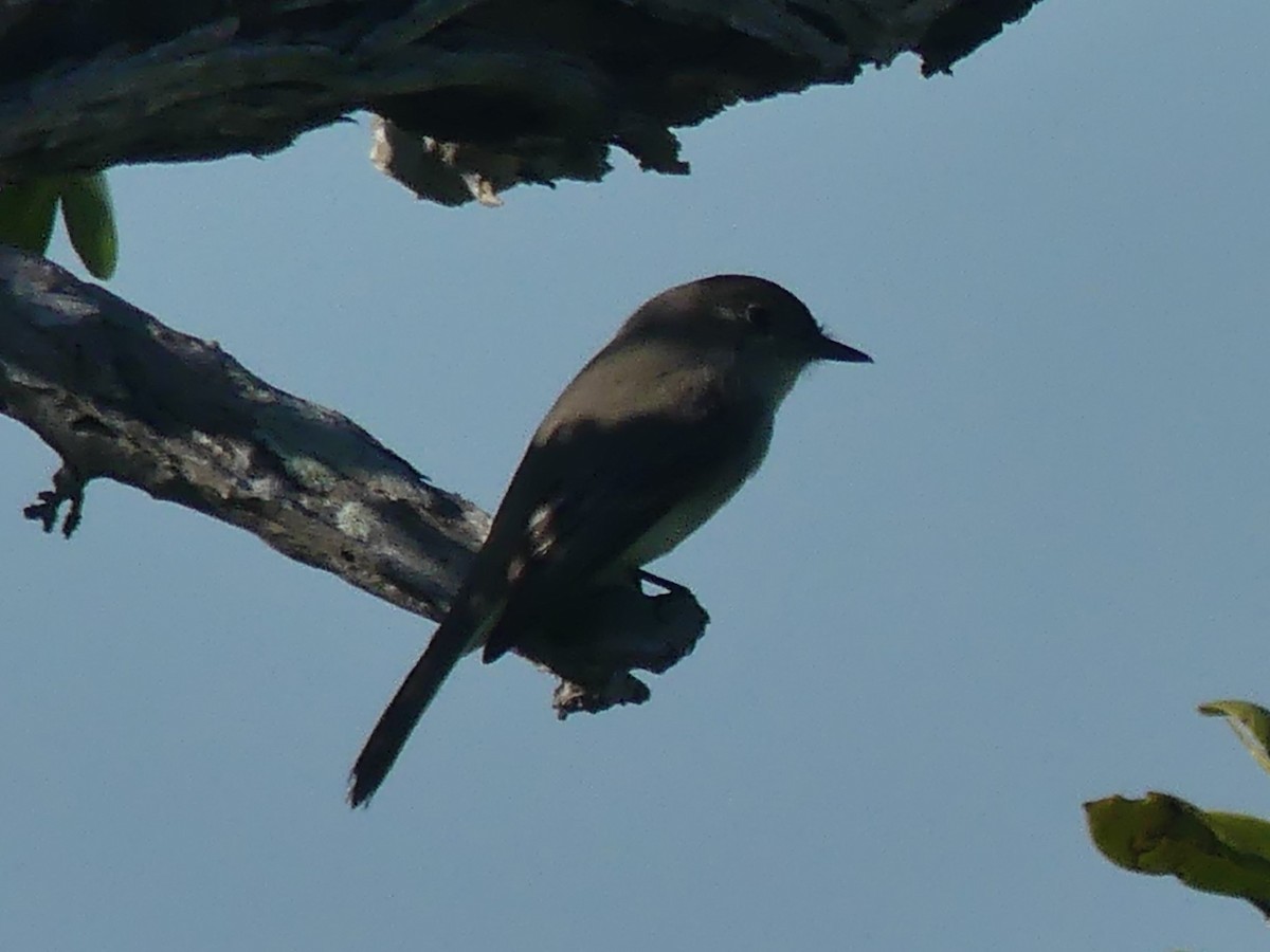 Eastern Phoebe - ML614829320