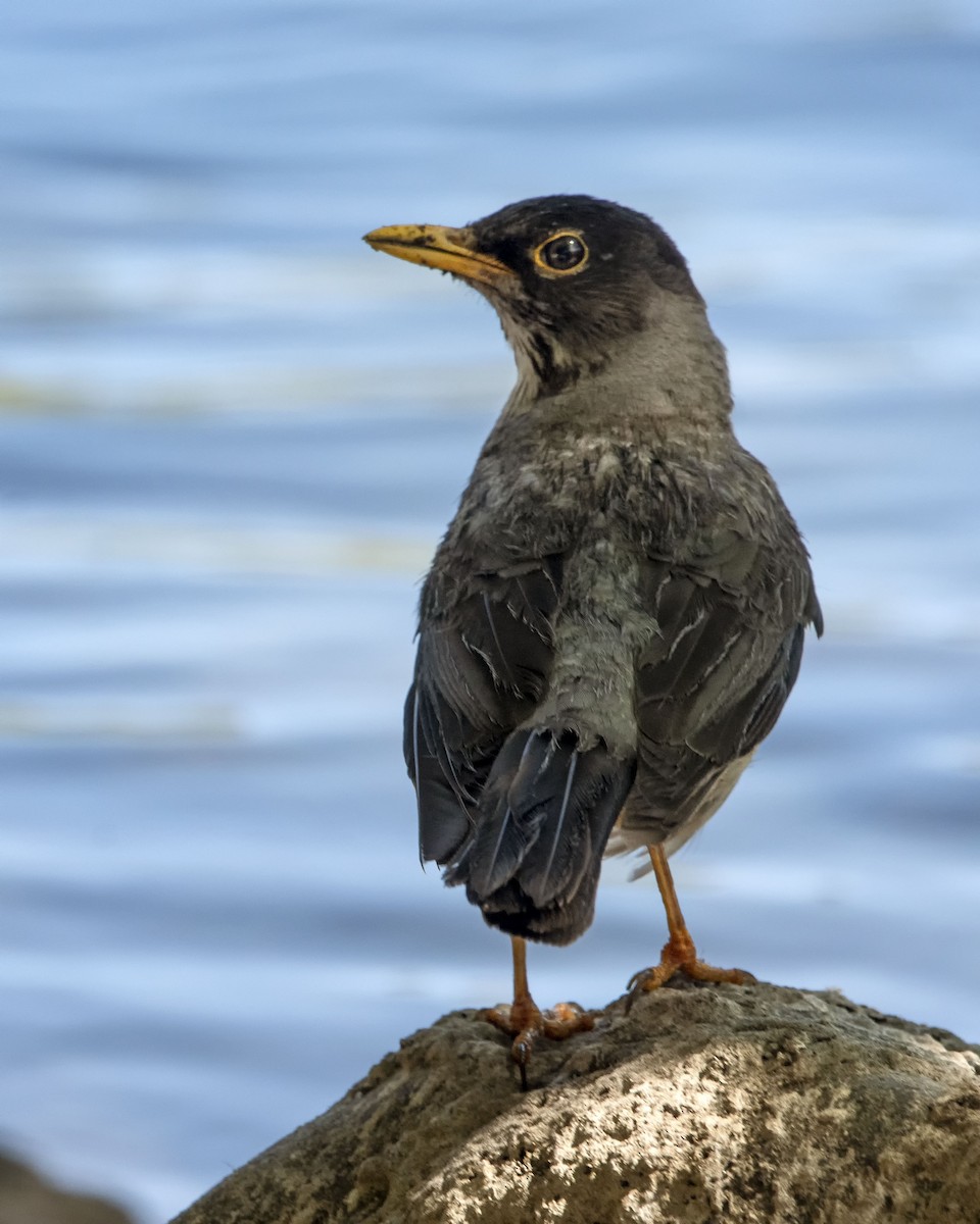 Austral Thrush - ML614829335