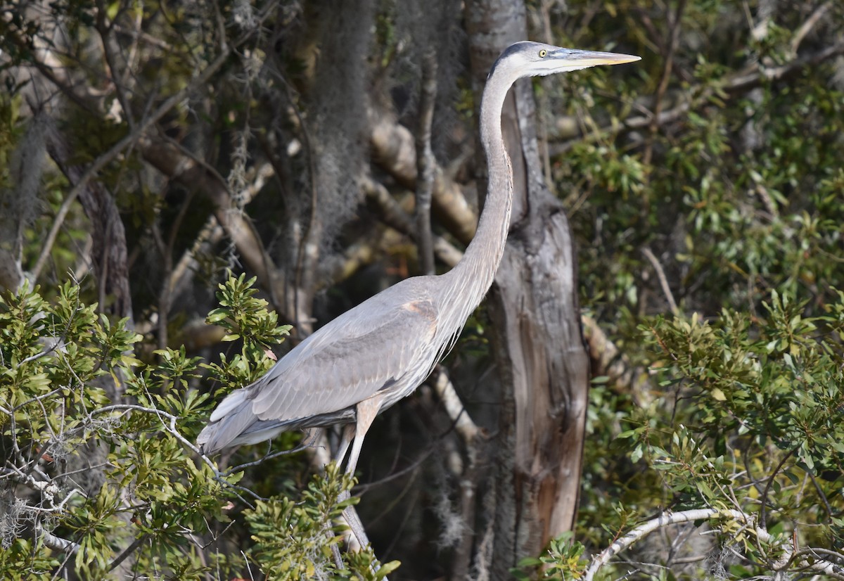 Great Blue Heron - ML614829371