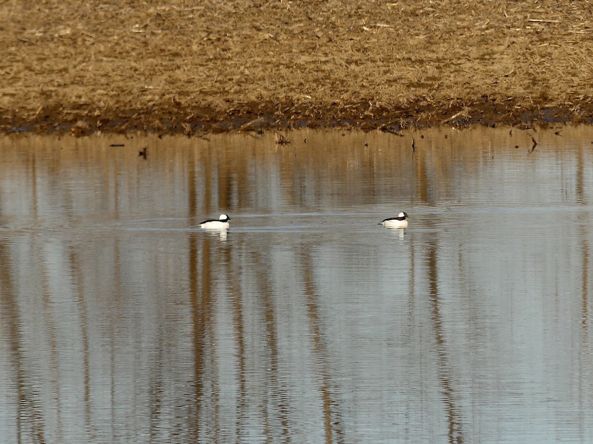 Bufflehead - ML614829429