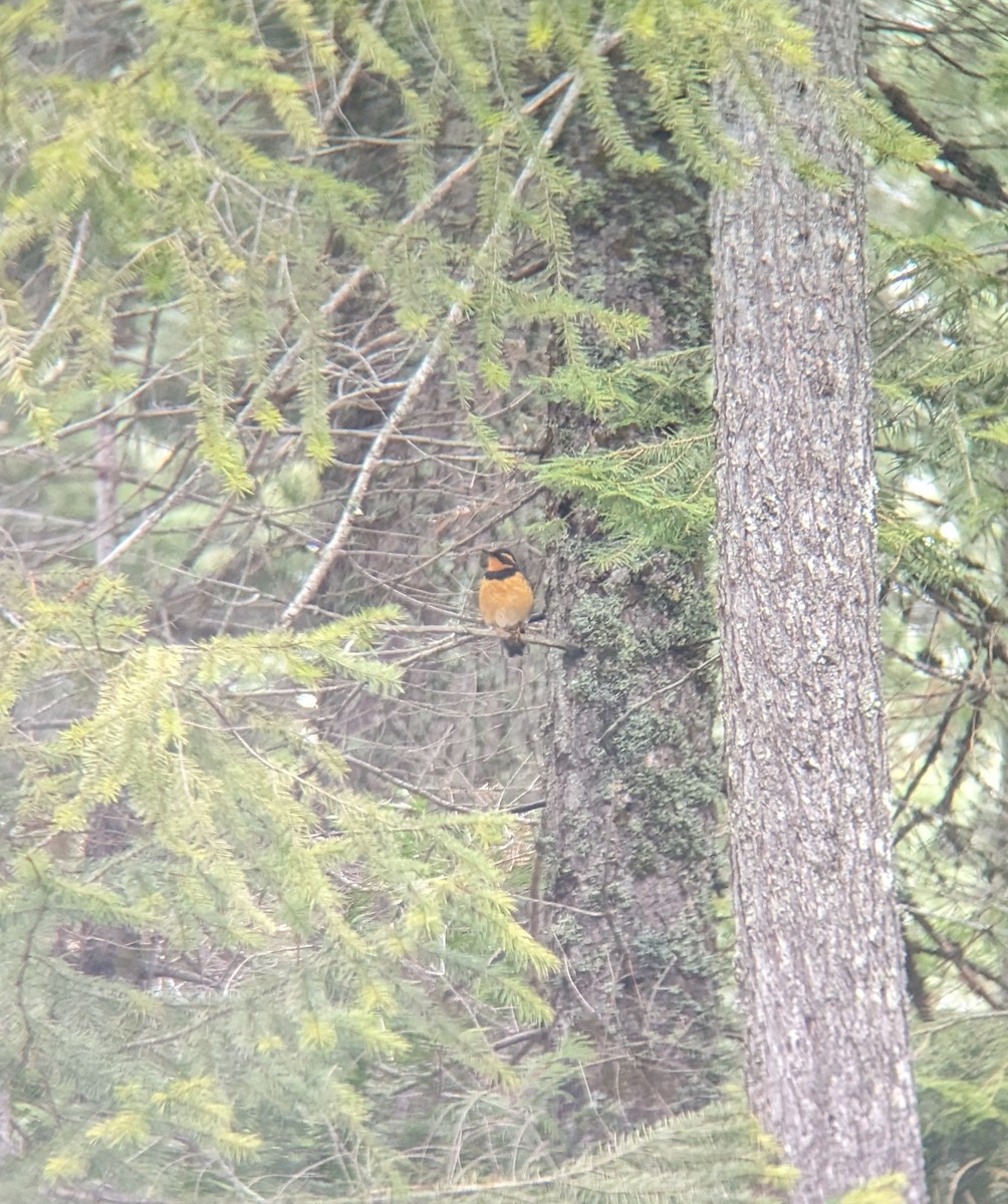 Varied Thrush - ML614829432