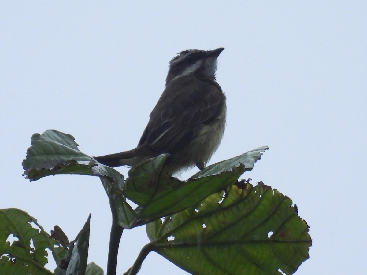 Piratic Flycatcher - ML614829541