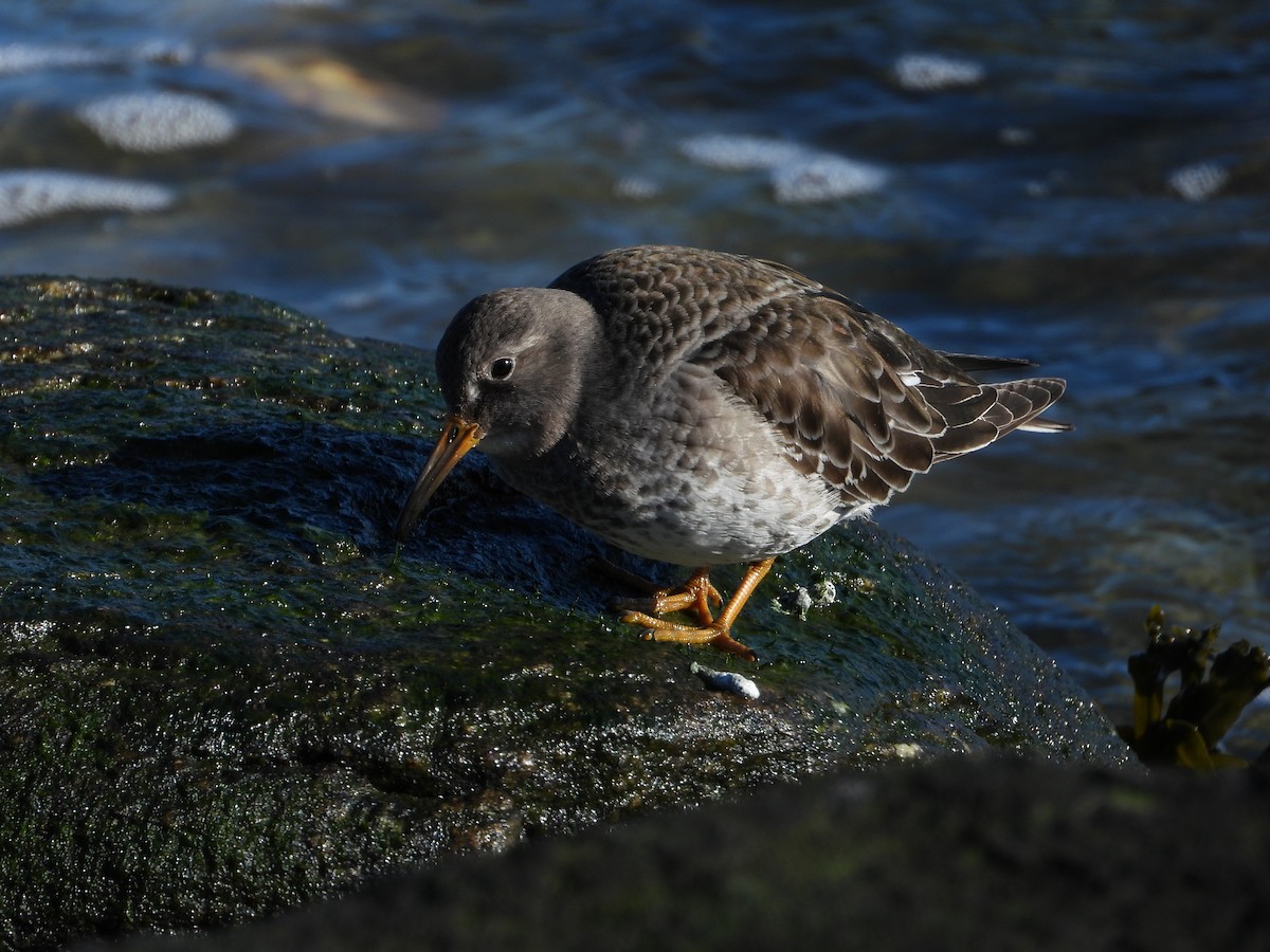 Purple Sandpiper - ML614829544