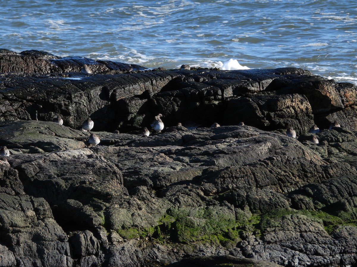 Purple Sandpiper - ML614829546