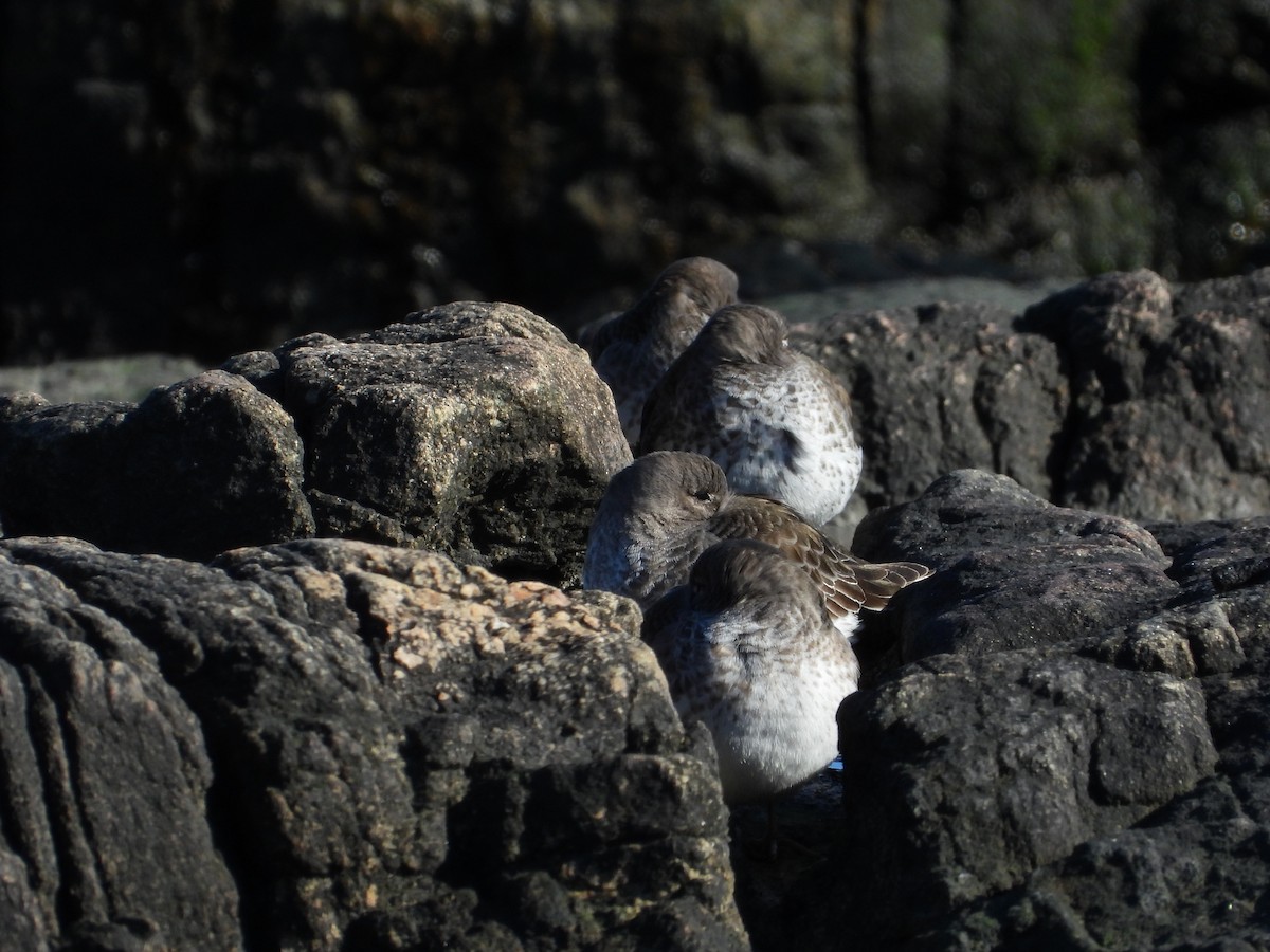 Purple Sandpiper - ML614829547