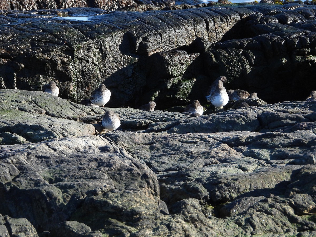 Purple Sandpiper - ML614829548