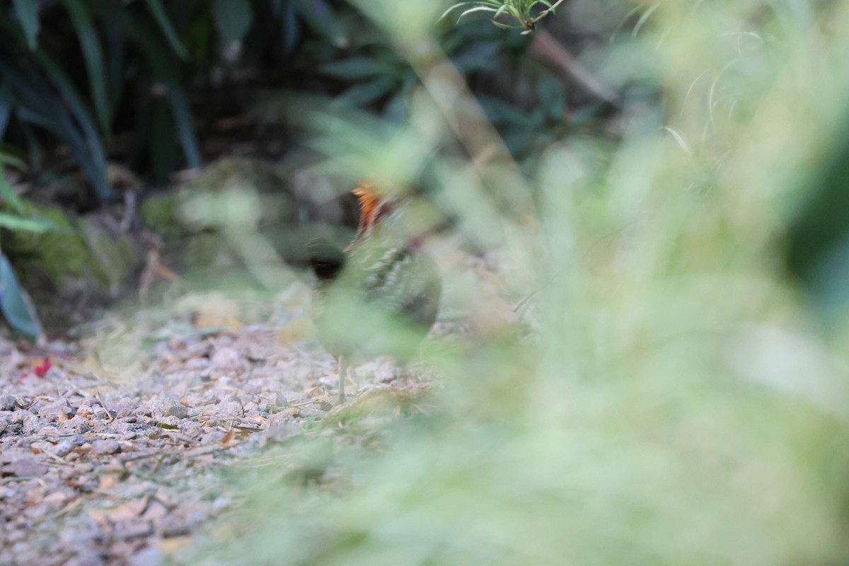 Spotted Wood-Quail - ML614829552