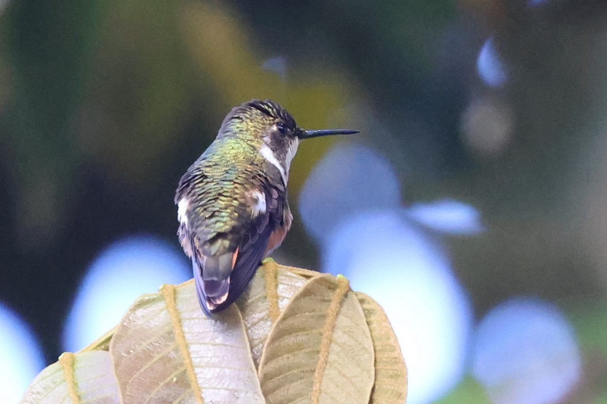 Magenta-throated Woodstar - Jim Edsall