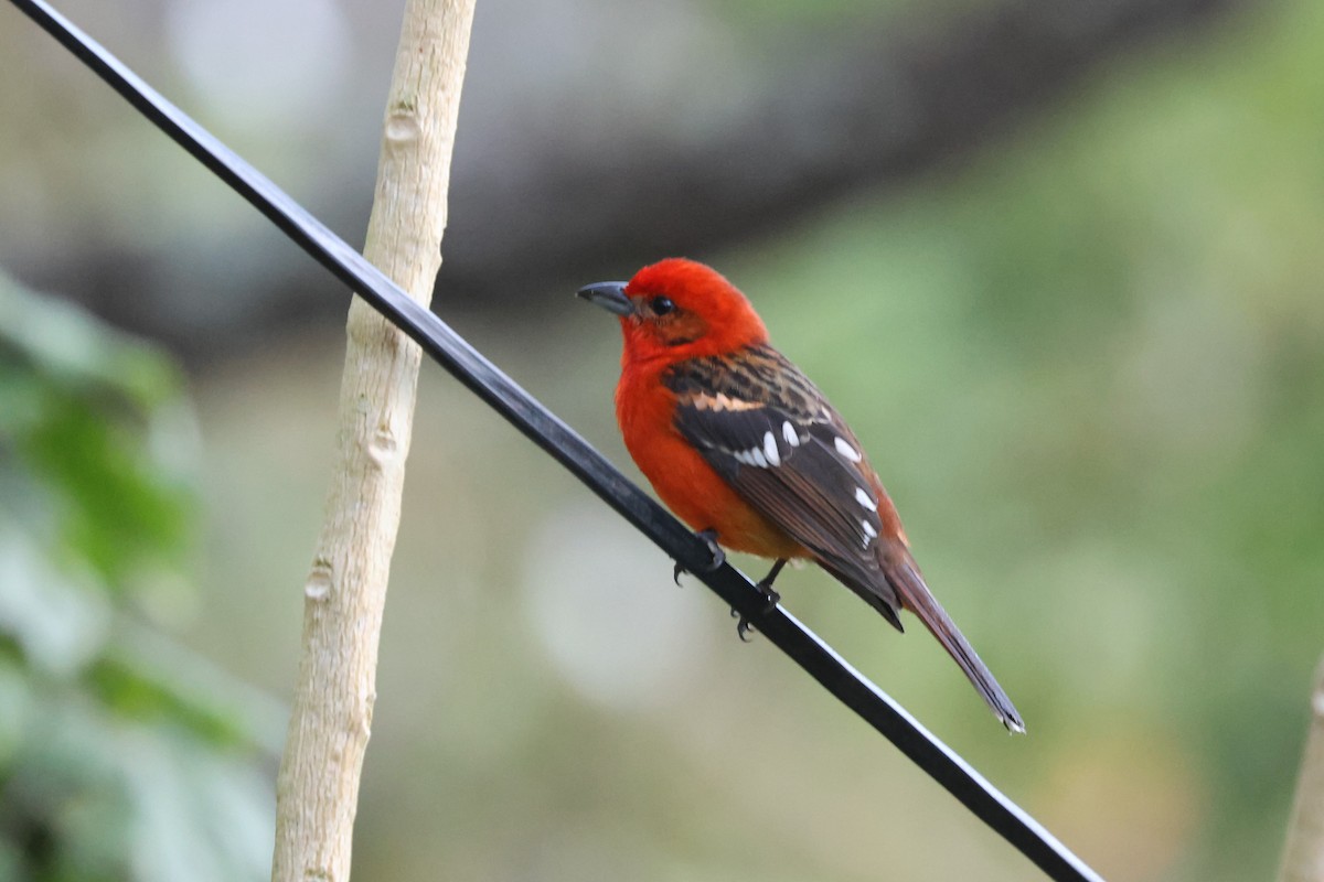 Flame-colored Tanager - ML614829592