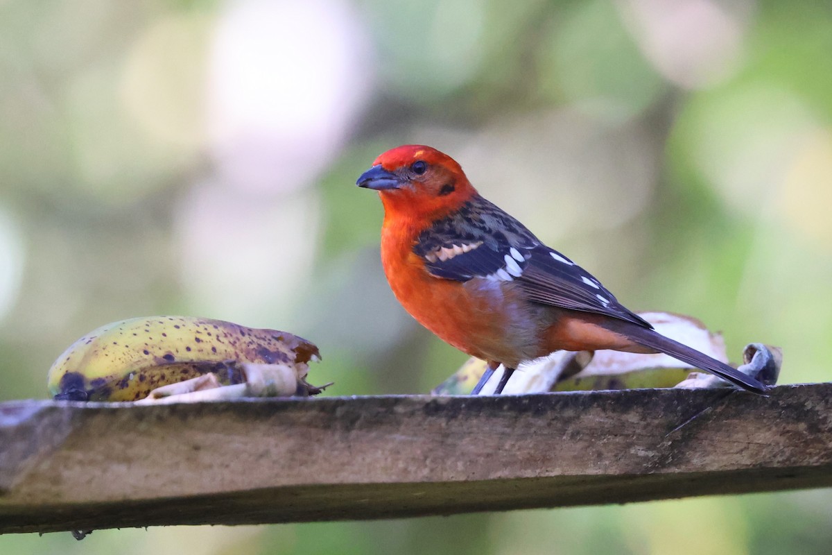 Flame-colored Tanager - ML614829597