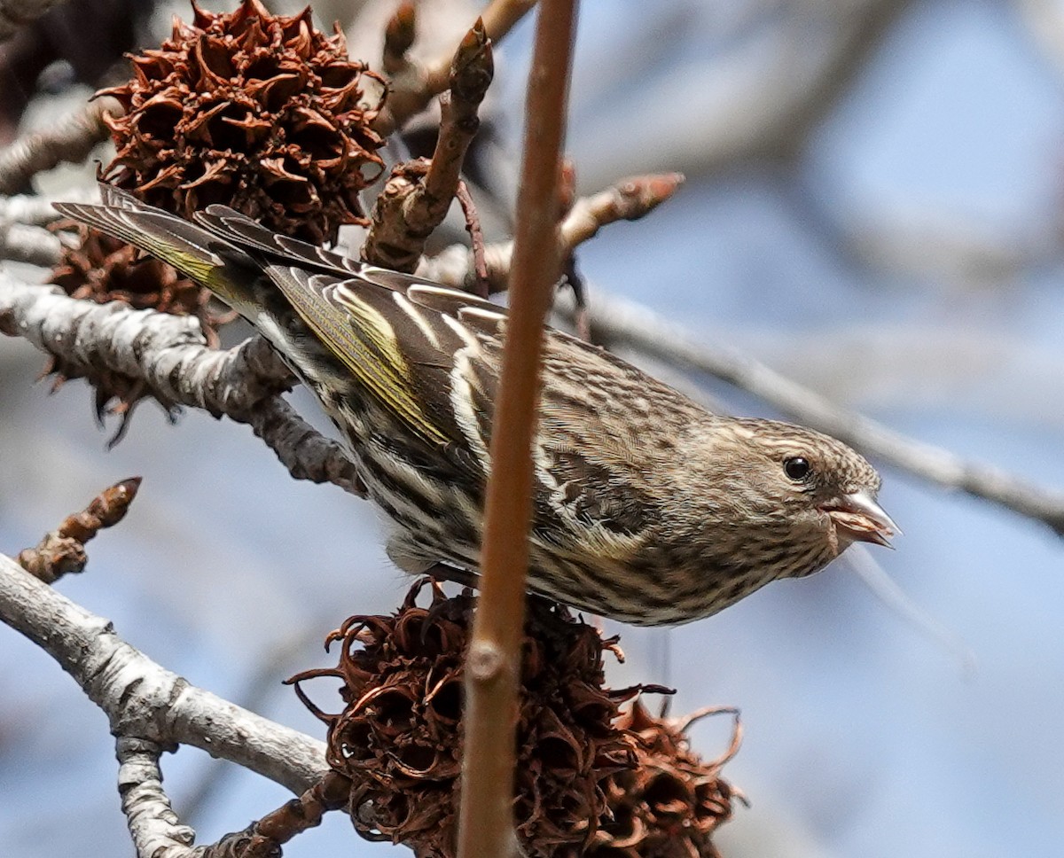 Pine Siskin - ML614829605