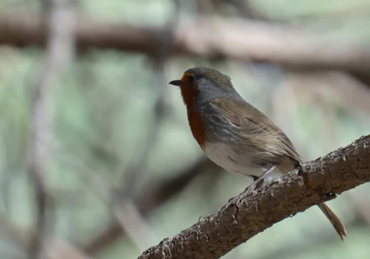 European Robin - ML614829639