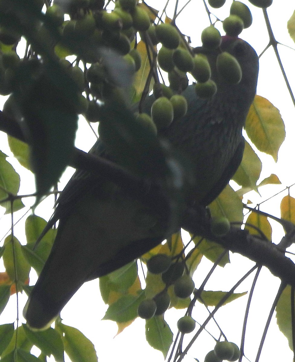 Rose-crowned Fruit-Dove - ML614829732