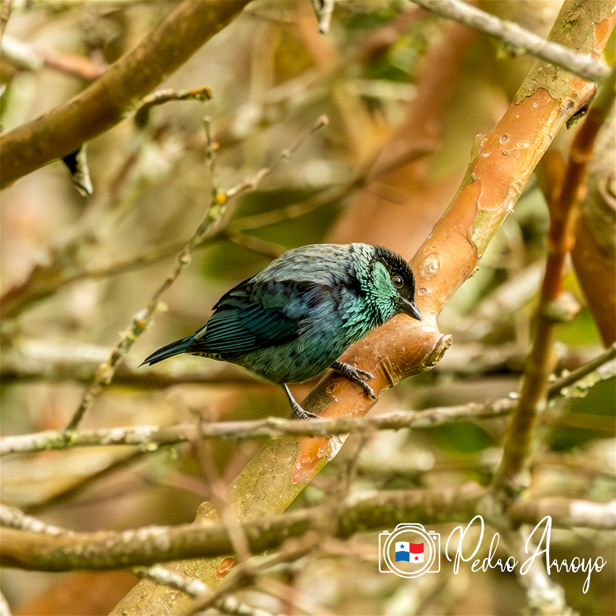 Black-capped Tanager - ML614829788