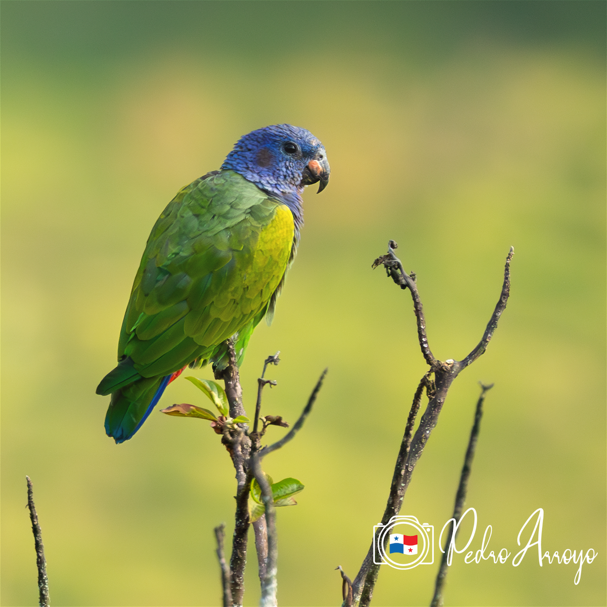 Blue-headed Parrot - ML614829796