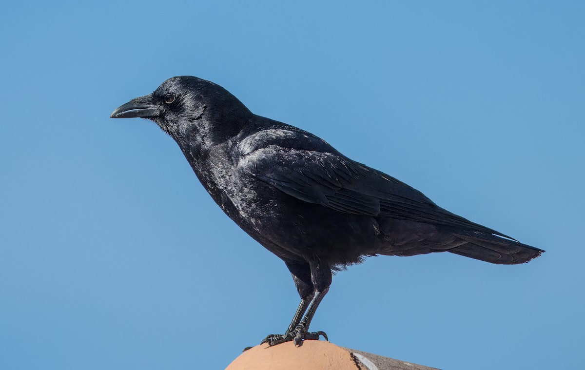 American Crow - ML614829844