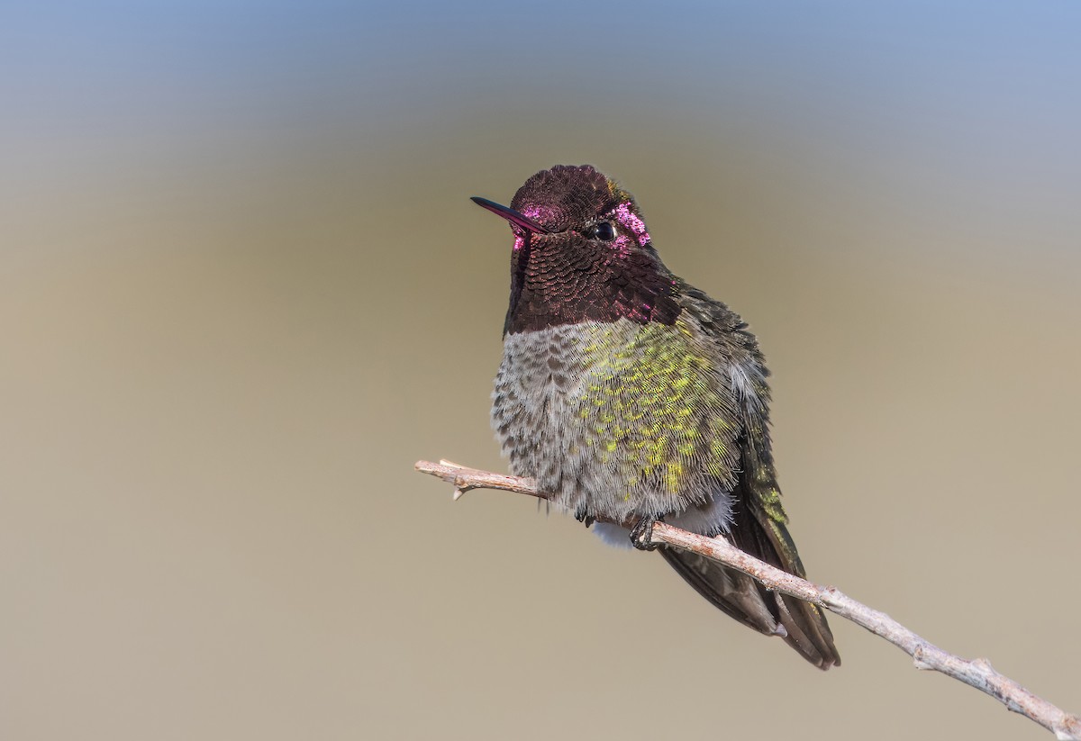 Anna's Hummingbird - Daniel Ward