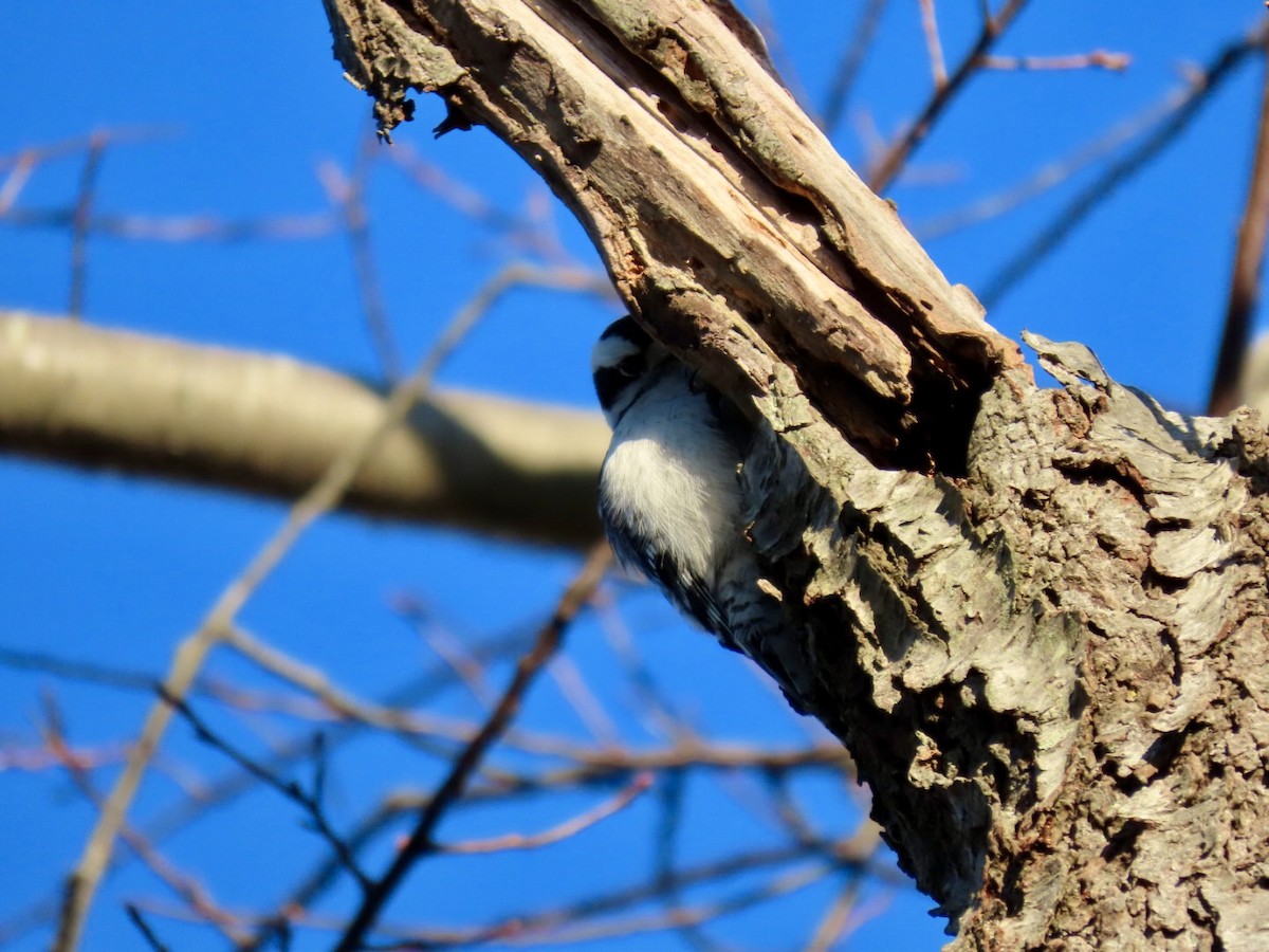 Downy Woodpecker - Lindsay McNamara