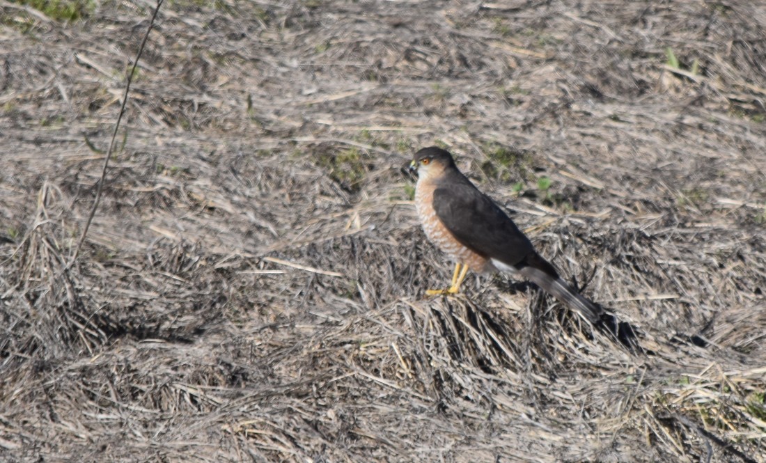 Sharp-shinned Hawk - ML614829882