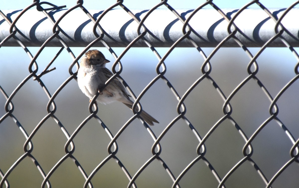 Brewer's Sparrow - ML614829893