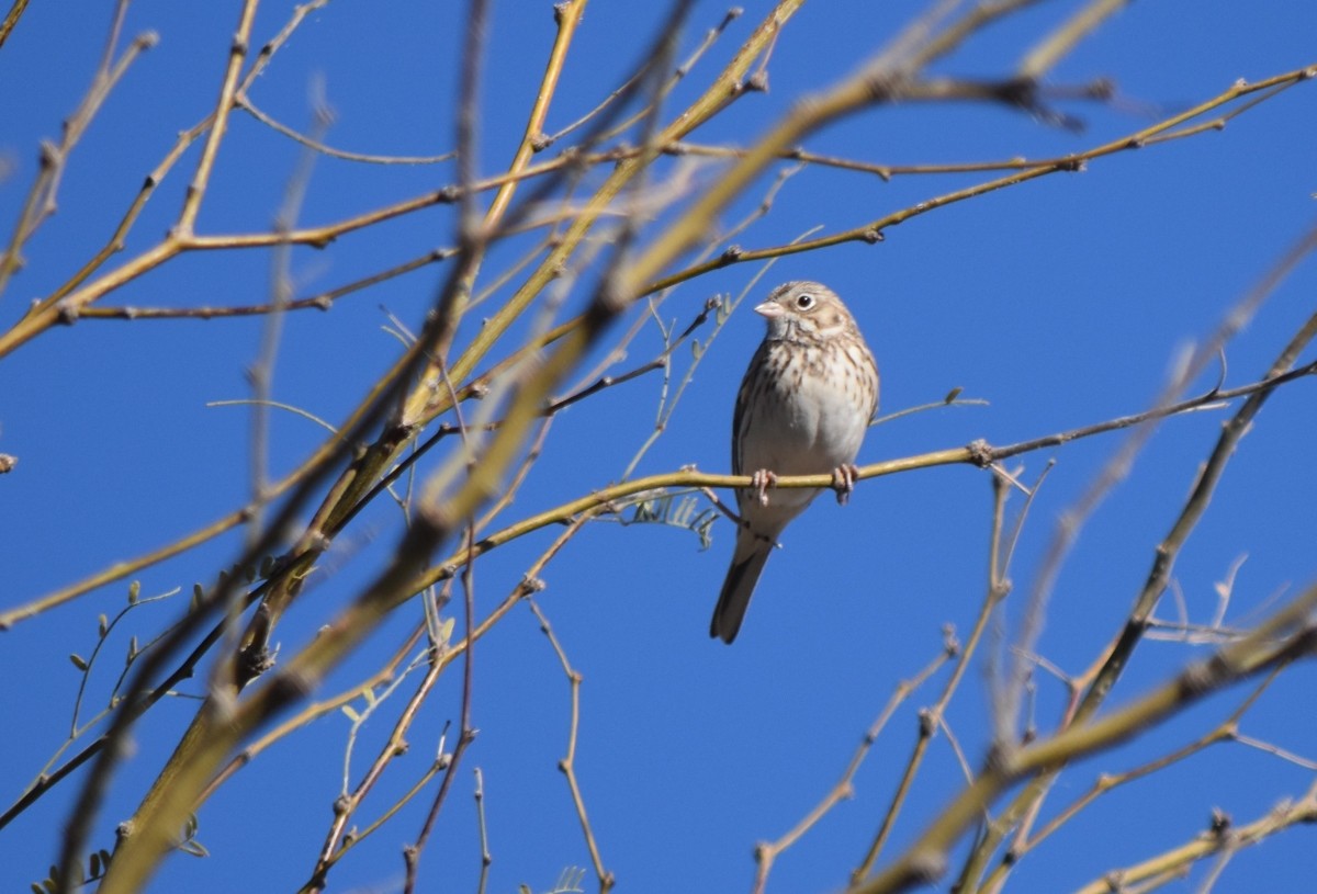 Vesper Sparrow - ML614829912