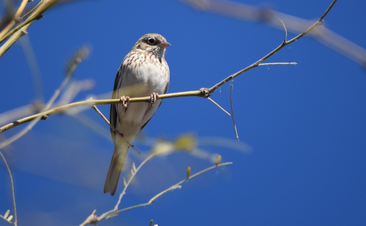 Vesper Sparrow - ML614829915