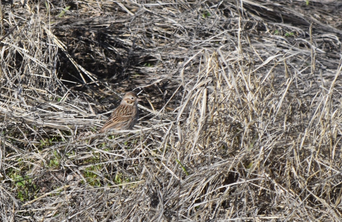 Vesper Sparrow - ML614829918