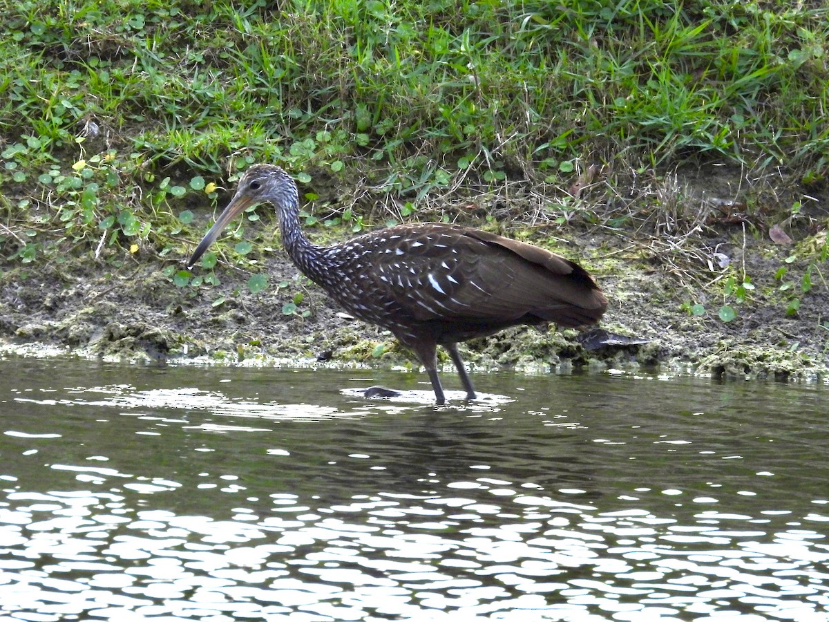 Limpkin - Louise Ruggeri