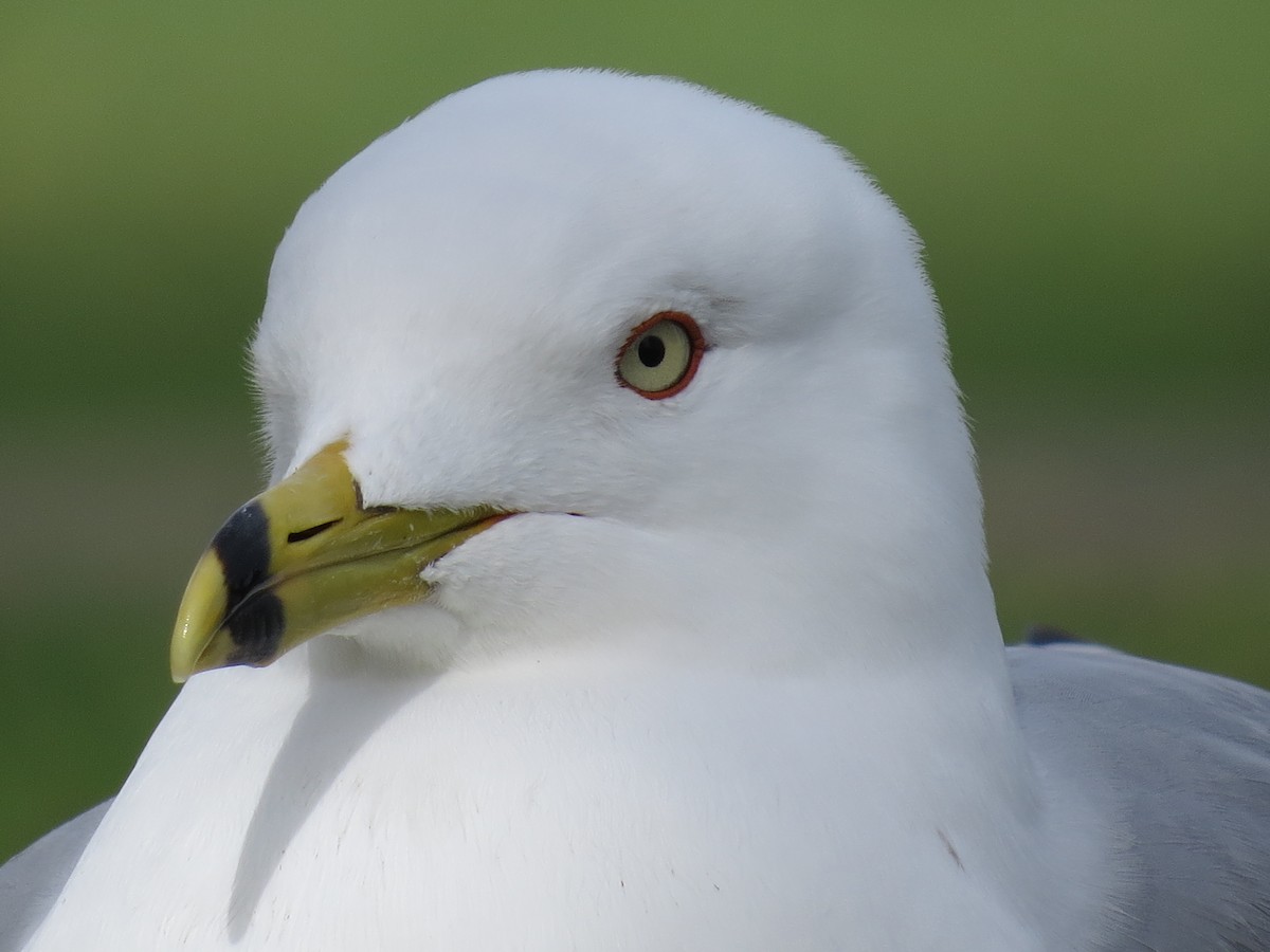 Ring-billed Gull - ML61483001