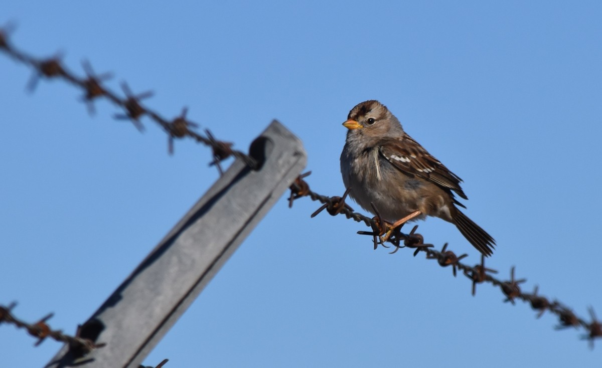 strnadec bělopásý (ssp. gambelii) - ML614830021