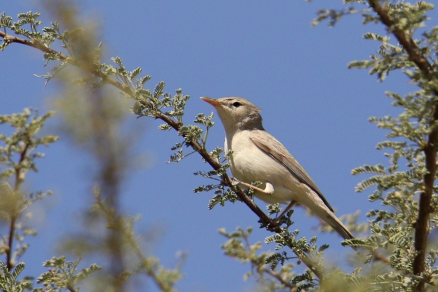 Eastern Olivaceous Warbler - Andrzej Kośmicki