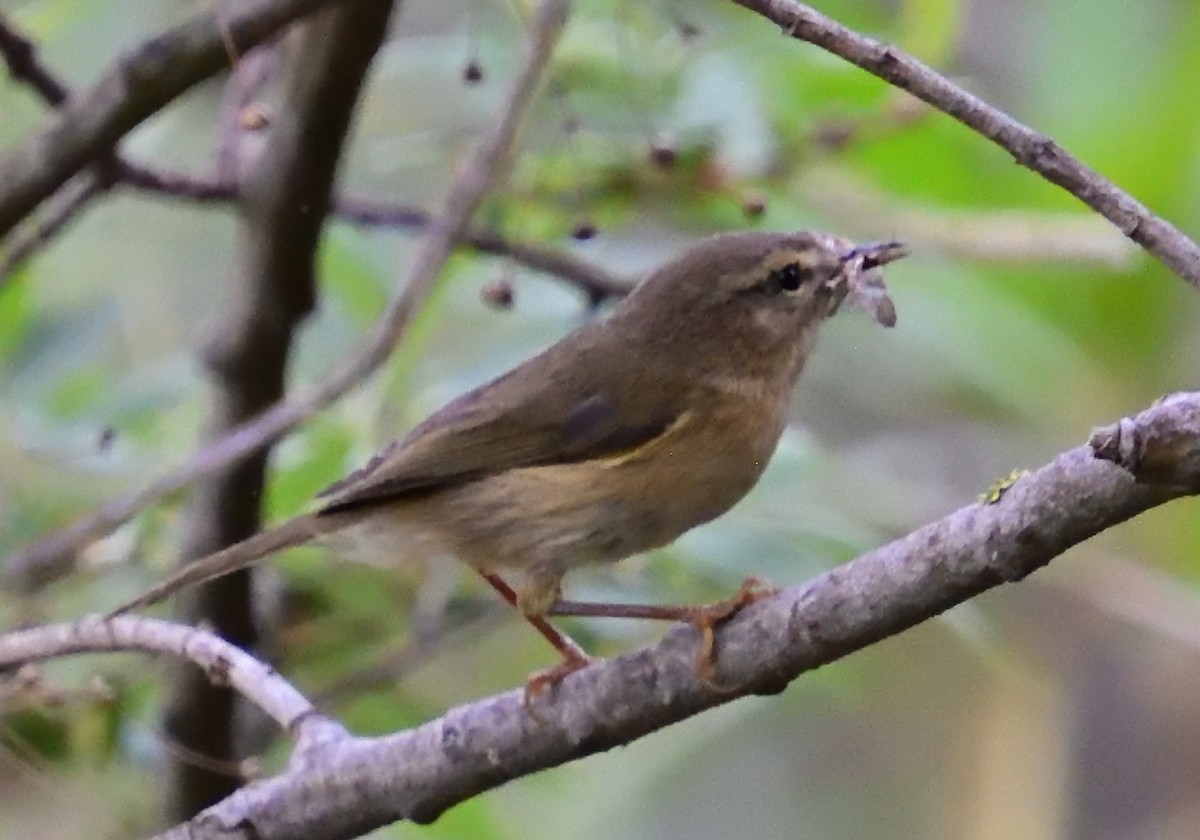 Canary Islands Chiffchaff - ML614830212