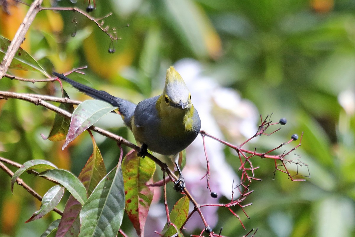 Long-tailed Silky-flycatcher - ML614830221