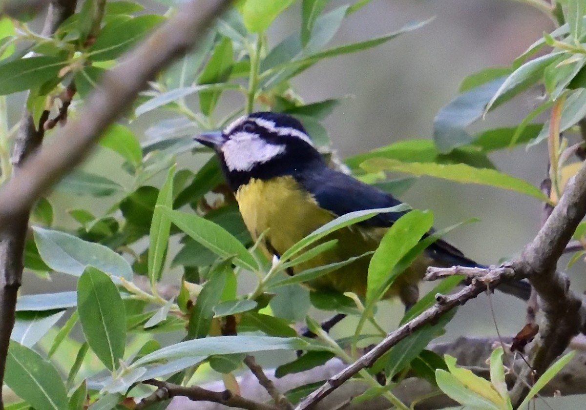 African Blue Tit - ML614830224