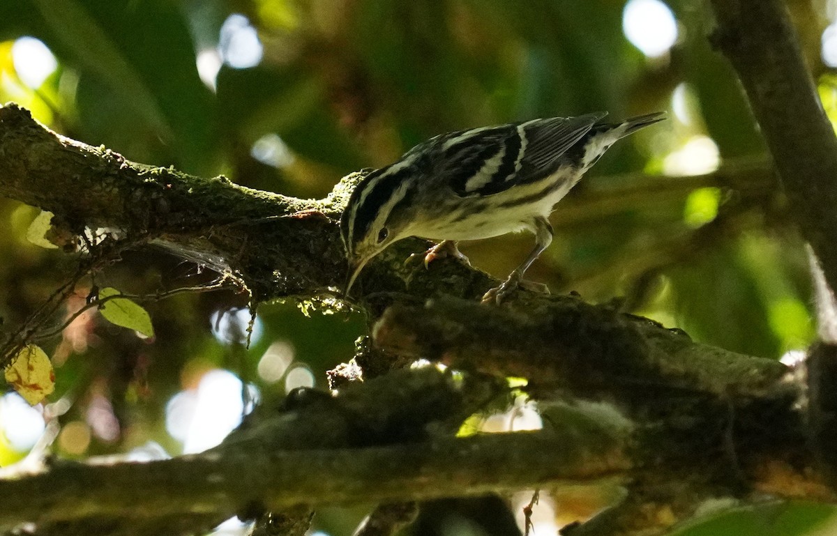 Black-and-white Warbler - Dennis Mersky