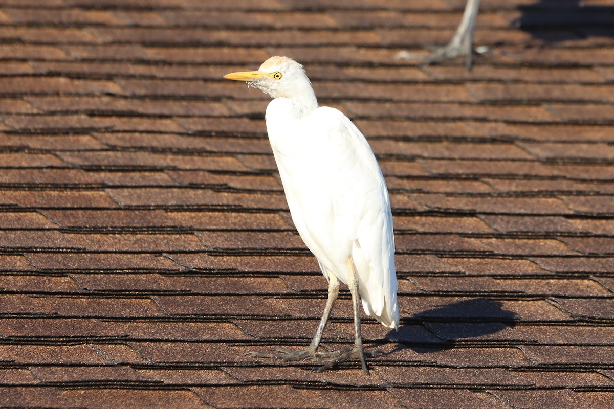 Western Cattle Egret - ML614830381