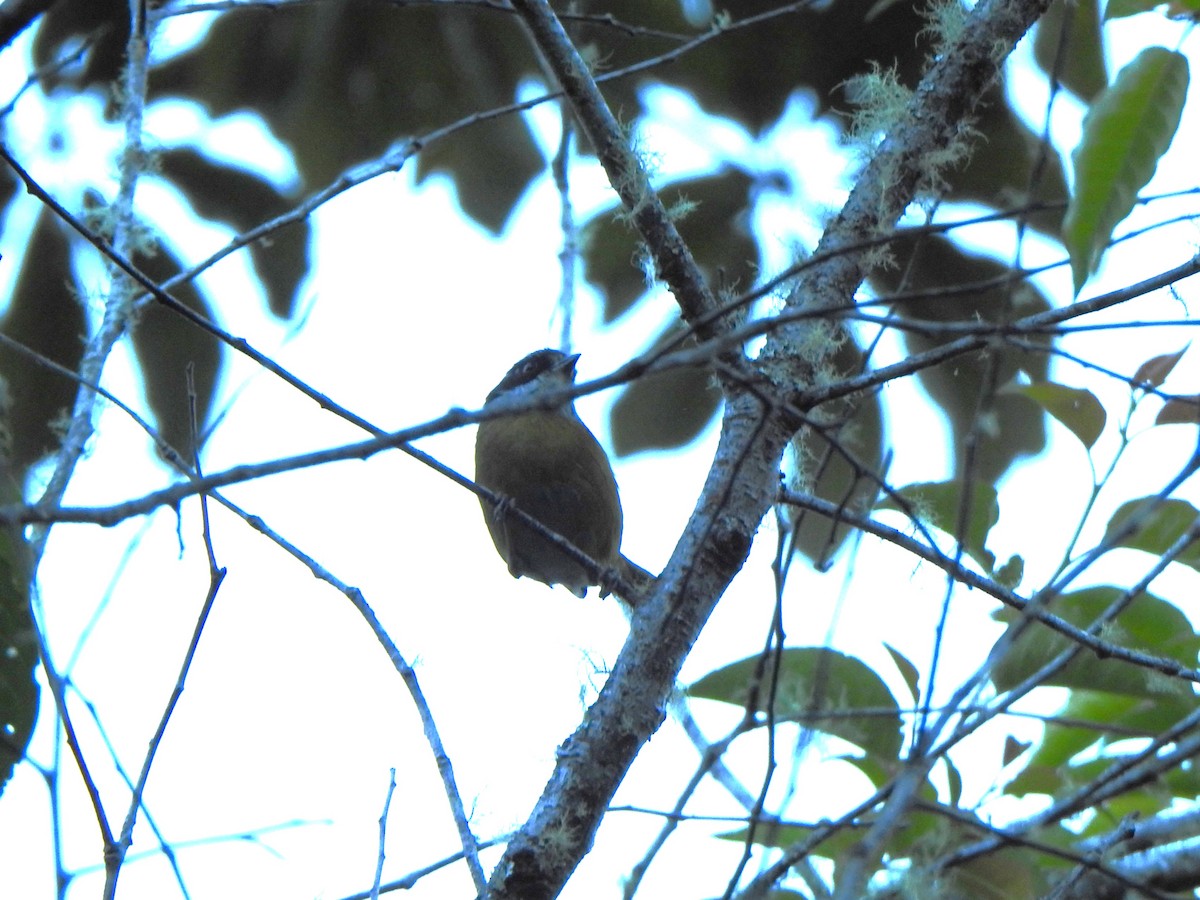 Sooty-capped Chlorospingus - ML614830394