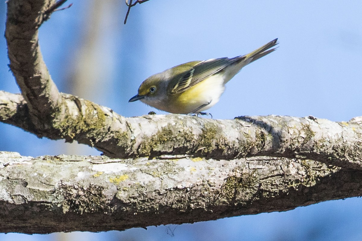 Ak Gözlü Vireo - ML614830404