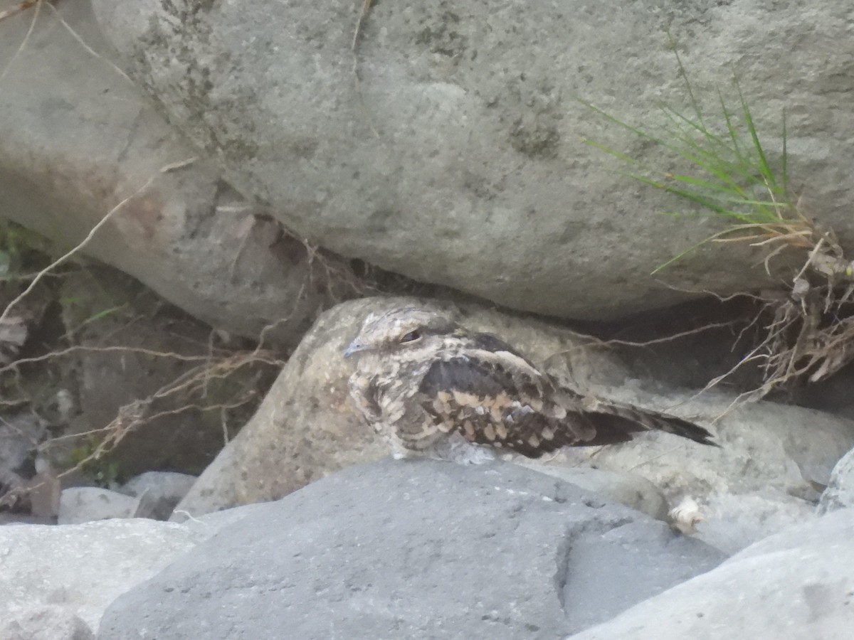 Ladder-tailed Nightjar - ML614830477