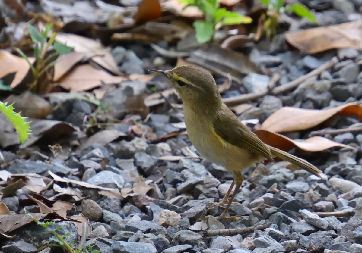 Canary Islands Chiffchaff - ML614830479