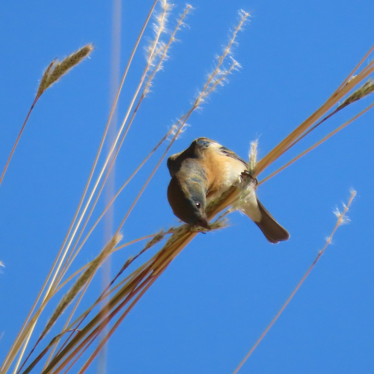 Lazuli Bunting - Carlos Palomera