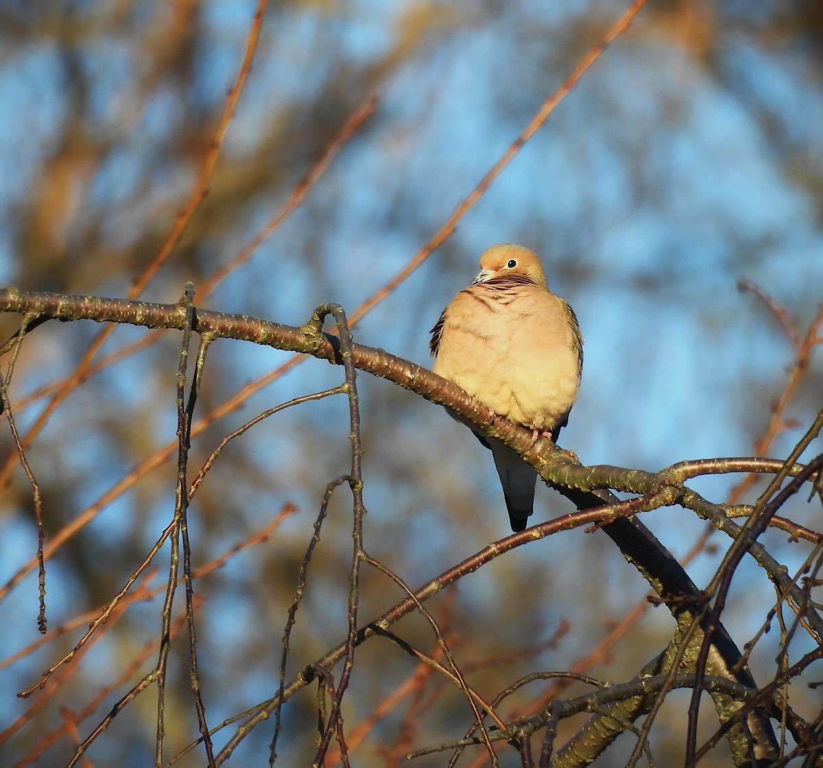 Mourning Dove - ML614830674