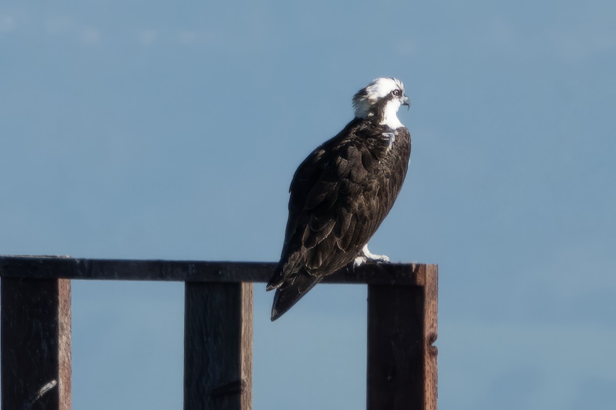 Osprey - Mary Ann Robertson