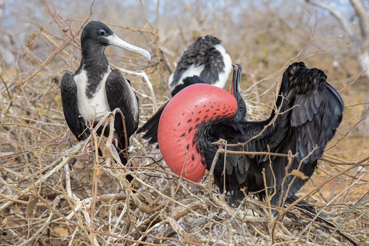 Magnificent Frigatebird - Patrick Maurice