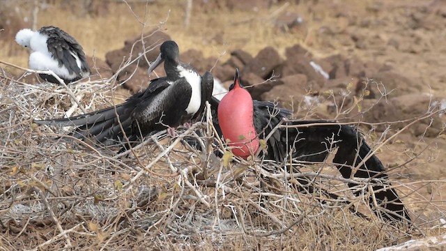 Magnificent Frigatebird - ML614830713