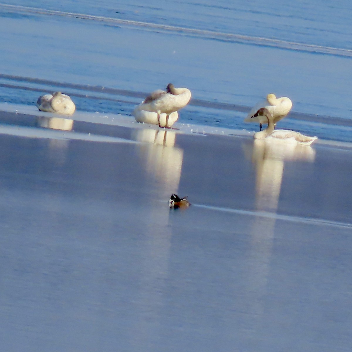 Trumpeter Swan - ML614830786