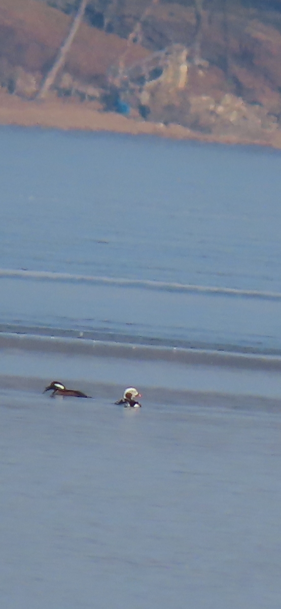 Long-tailed Duck - ML614830798